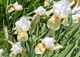 008 - gay paree 1954